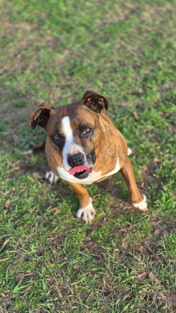 Enlarge Bella B, a Adoptable mixed breed in Fond Du Lac, WI image 1/6