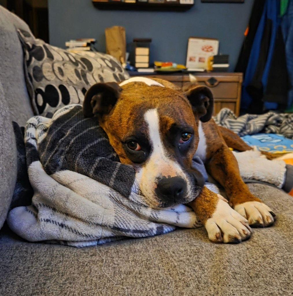 Bella B, a Adoptable mixed breed in Fond Du Lac, WI image 2/6