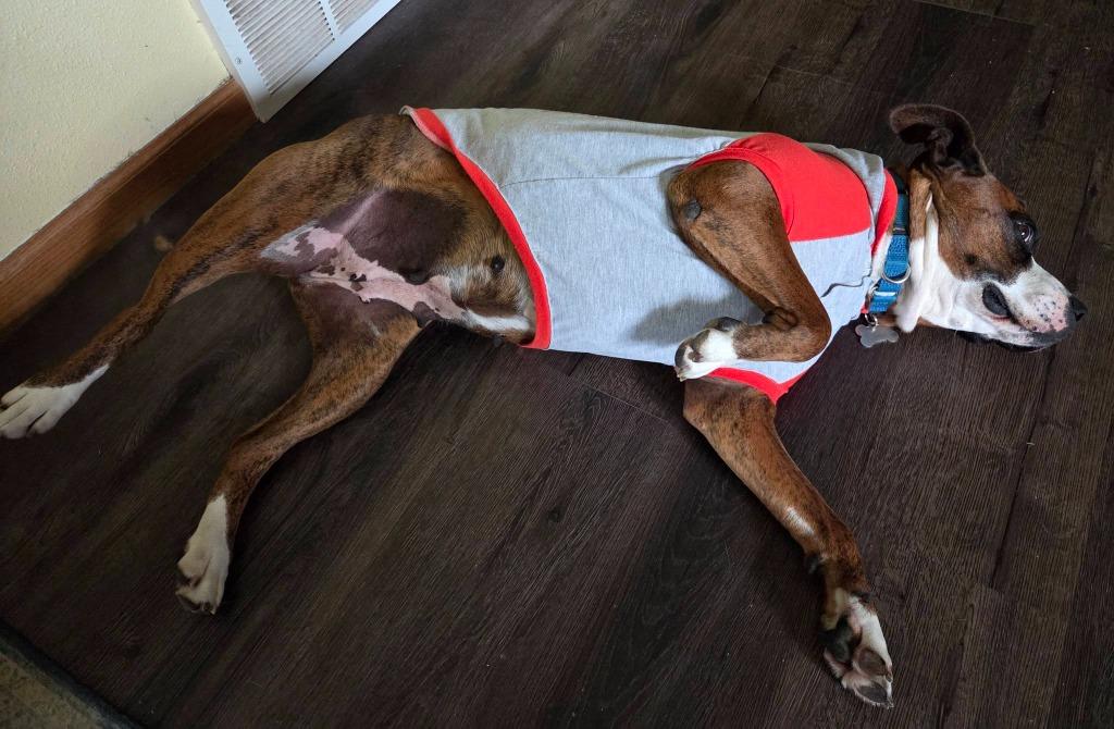 Bella B, a Adoptable mixed breed in Fond Du Lac, WI image 3/6