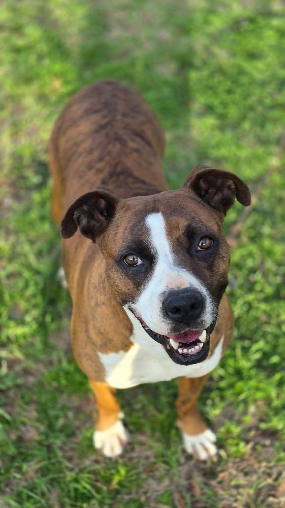 Enlarge Bella B, a Adoptable mixed breed in Fond Du Lac, WI image 2/6