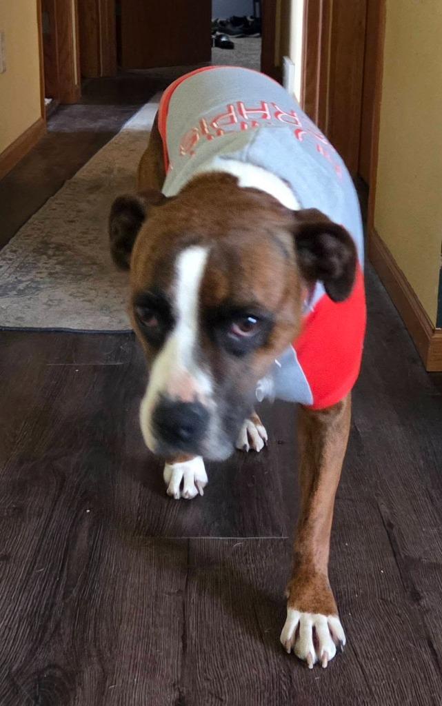 Bella B, a Adoptable mixed breed in Fond Du Lac, WI image 4/6