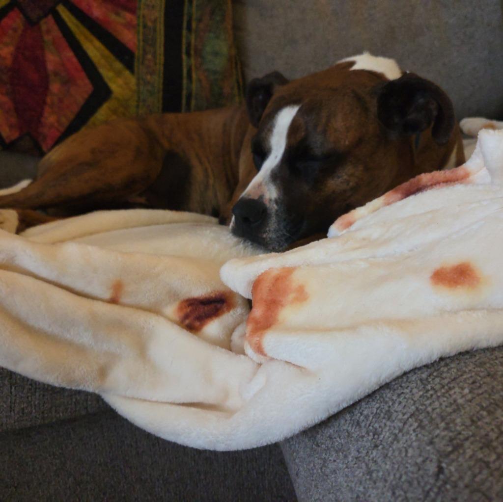 Bella B, a Adoptable mixed breed in Fond Du Lac, WI image 5/6