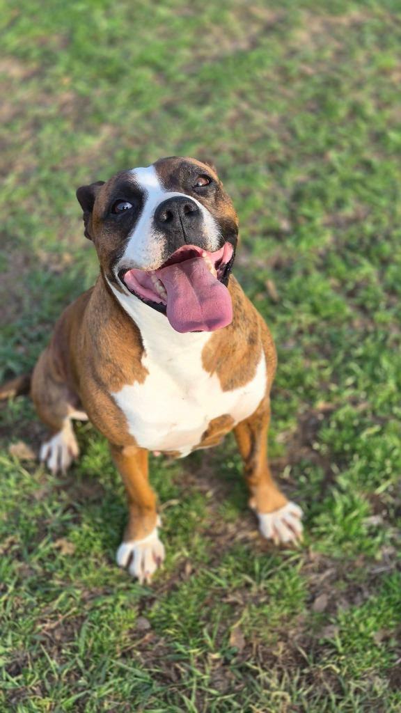 Enlarge Bella B, a Adoptable mixed breed in Fond Du Lac, WI image 3/6