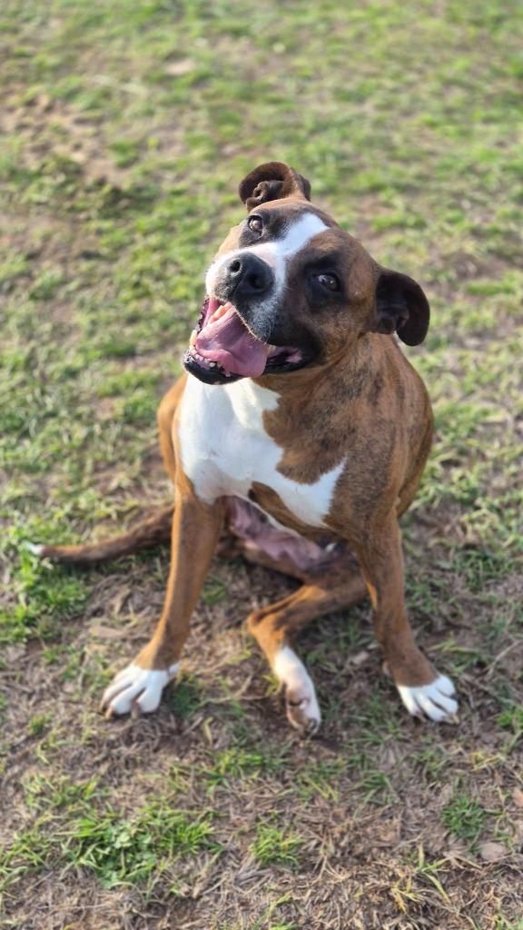 Enlarge Bella B, a Adoptable mixed breed in Fond Du Lac, WI image 4/6