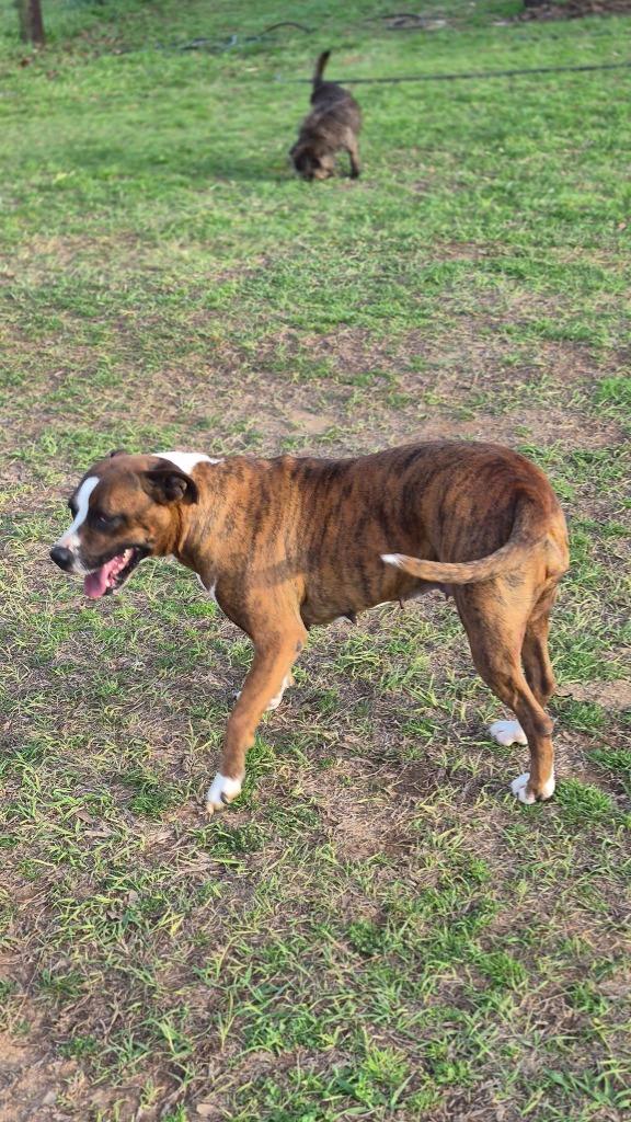 Enlarge Bella B, a Adoptable mixed breed in Fond Du Lac, WI image 5/6