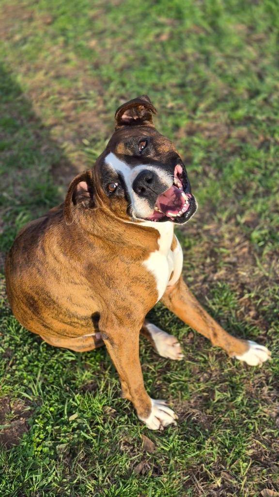 Enlarge Bella B, a Adoptable mixed breed in Fond Du Lac, WI image 6/6