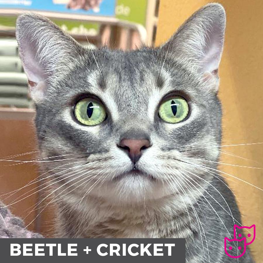 Beetle (bonded with Cricket), an adoptable Domestic Short Hair in Etobicoke, ON, M8W 2V4 | Photo Image 1