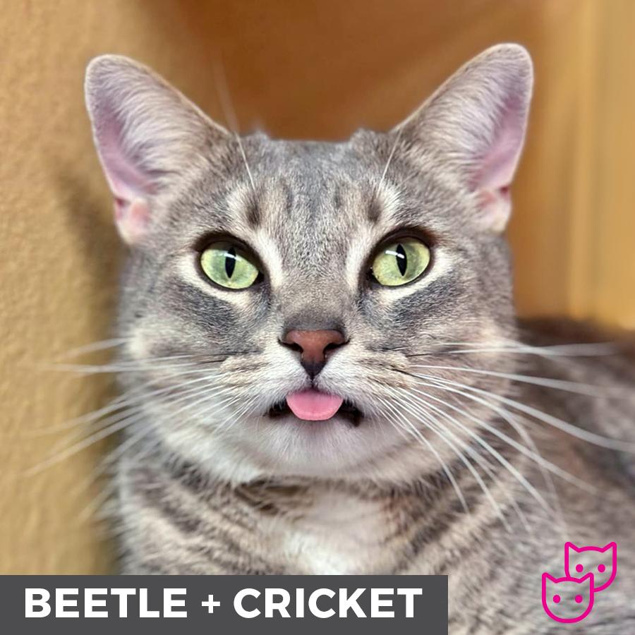 Beetle (bonded with Cricket), an adoptable Domestic Short Hair in Etobicoke, ON, M8W 2V4 | Photo Image 3