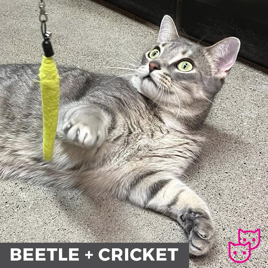 Beetle (bonded with Cricket), an adoptable Domestic Short Hair in Etobicoke, ON, M8W 2V4 | Photo Image 7
