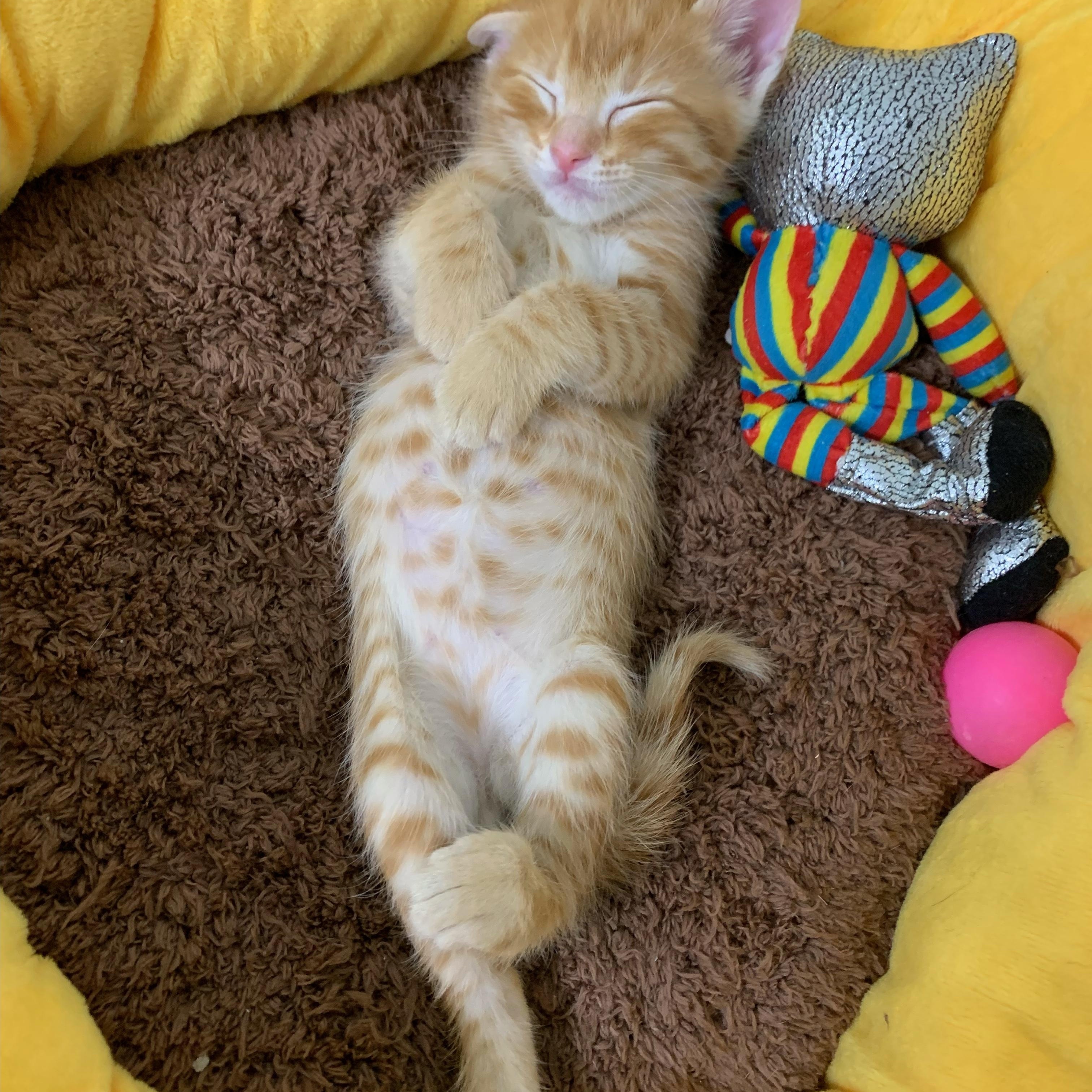 Ross, Baby Male unknown