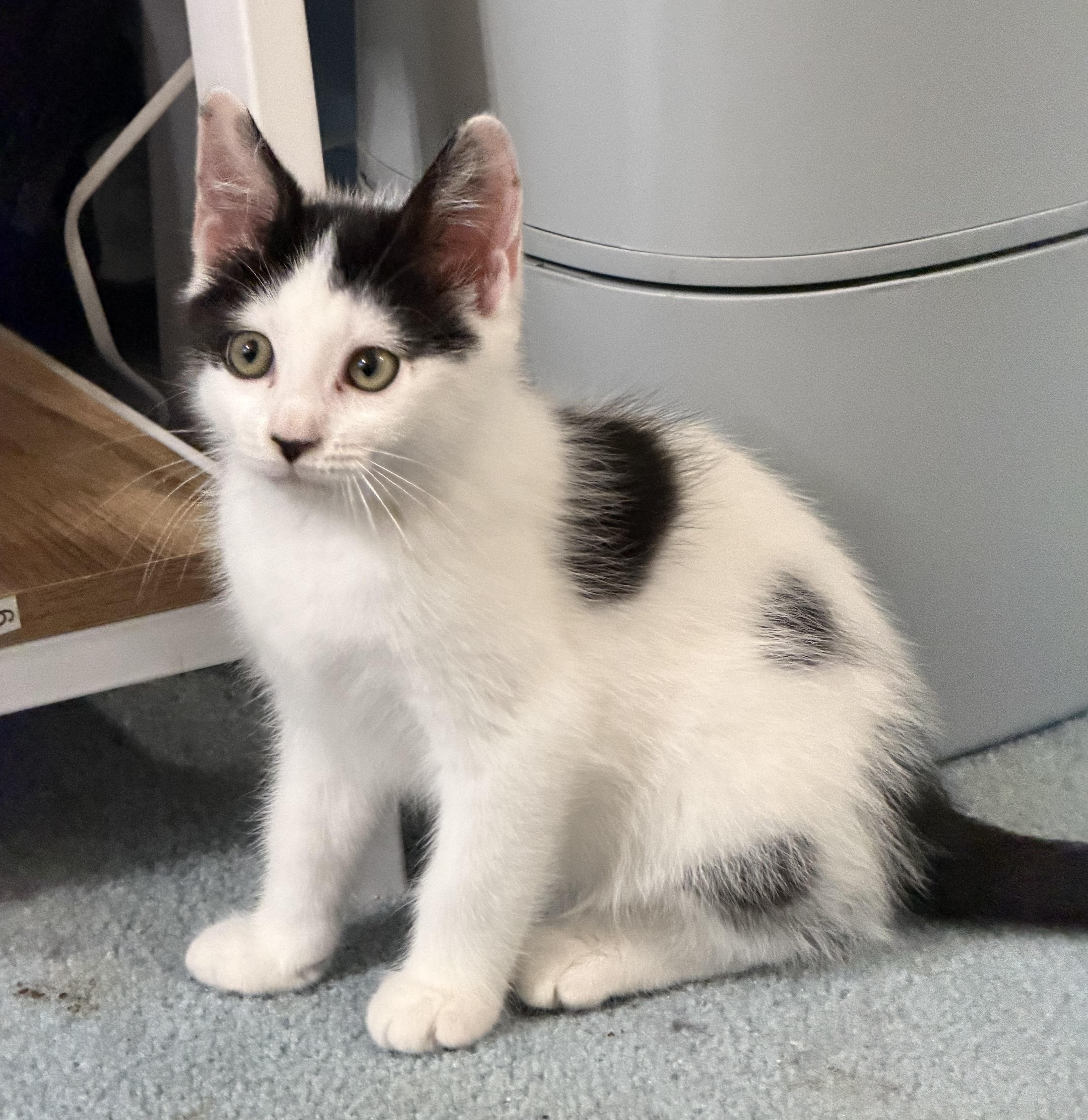 Enlarge Rollo & Berlioz, a Adoptable Domestic Short Hair in Frederick, MD image 1/2