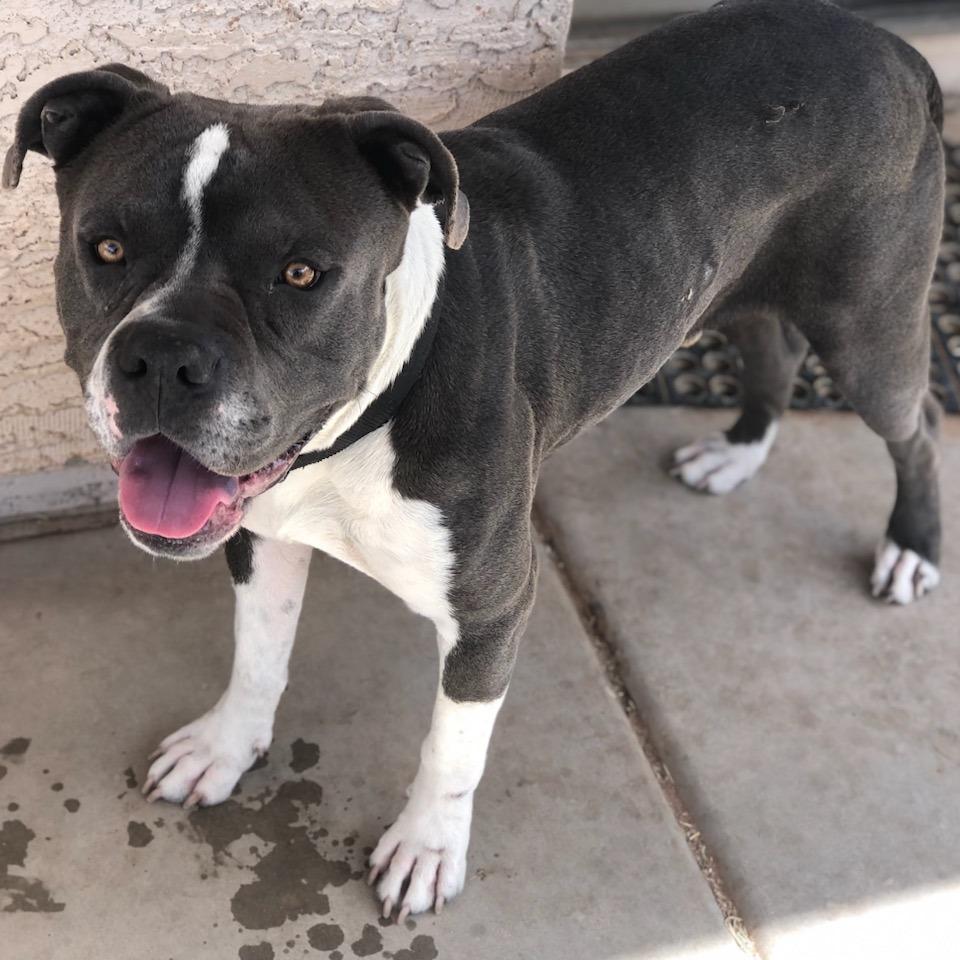 Ghost, Adoptable, Adult Male Pit Bull Terrier.
