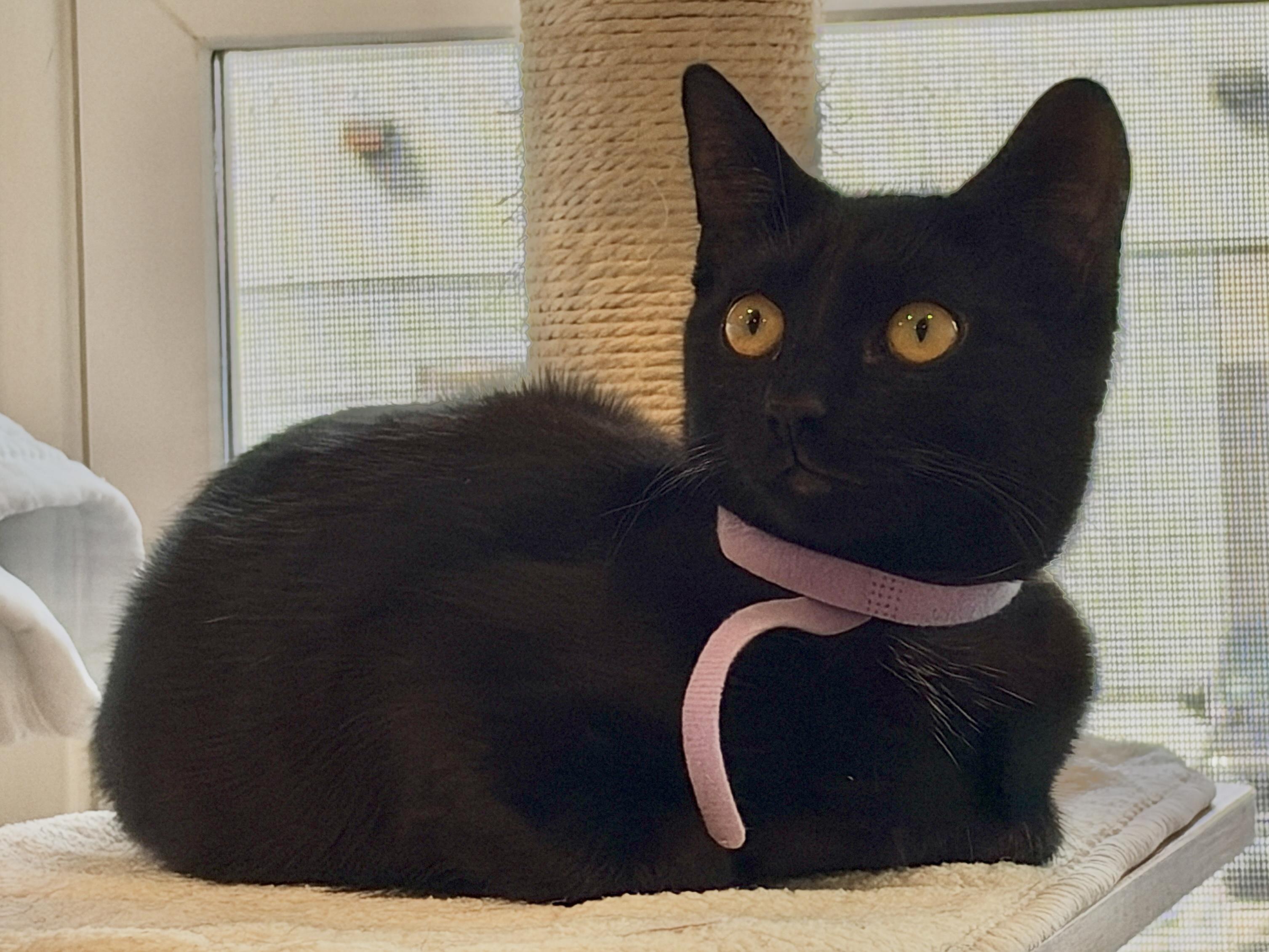 Enlarge Sally, a Adopted American Shorthair in Hull, MA image 3/3