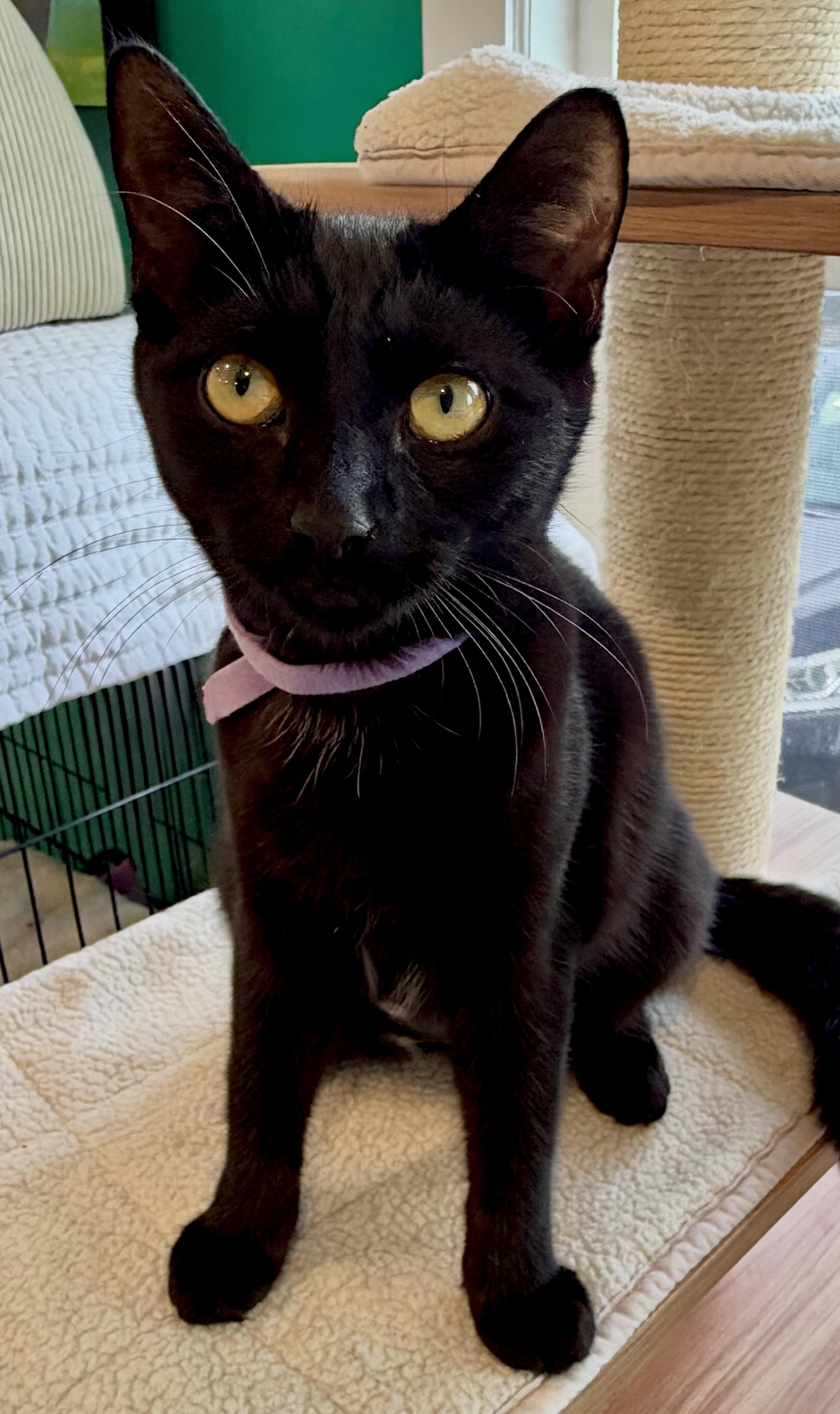 Enlarge Sally, a Adopted American Shorthair in Hull, MA image 1/3