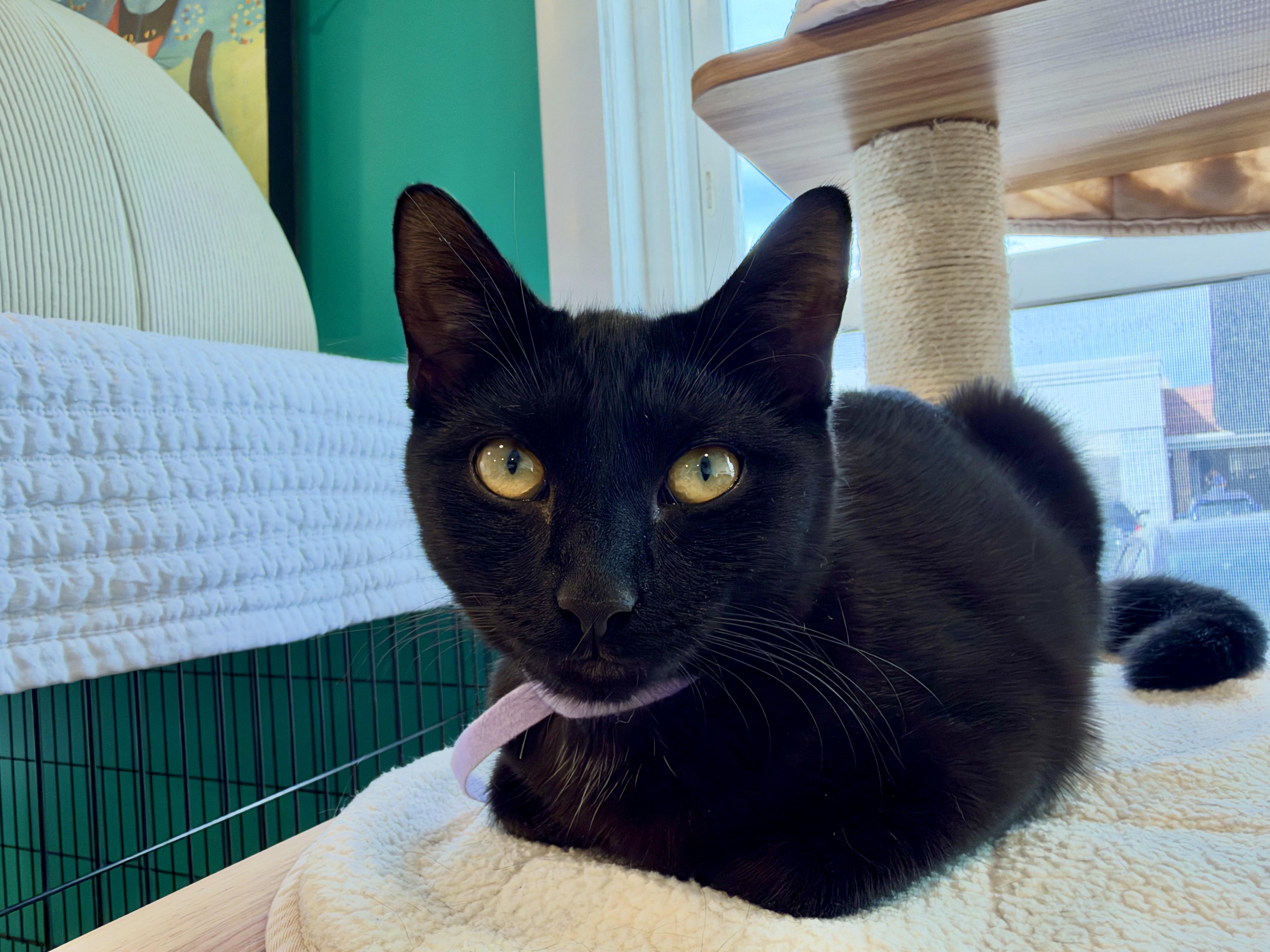 Enlarge Sally, a Adopted American Shorthair in Hull, MA image 2/3