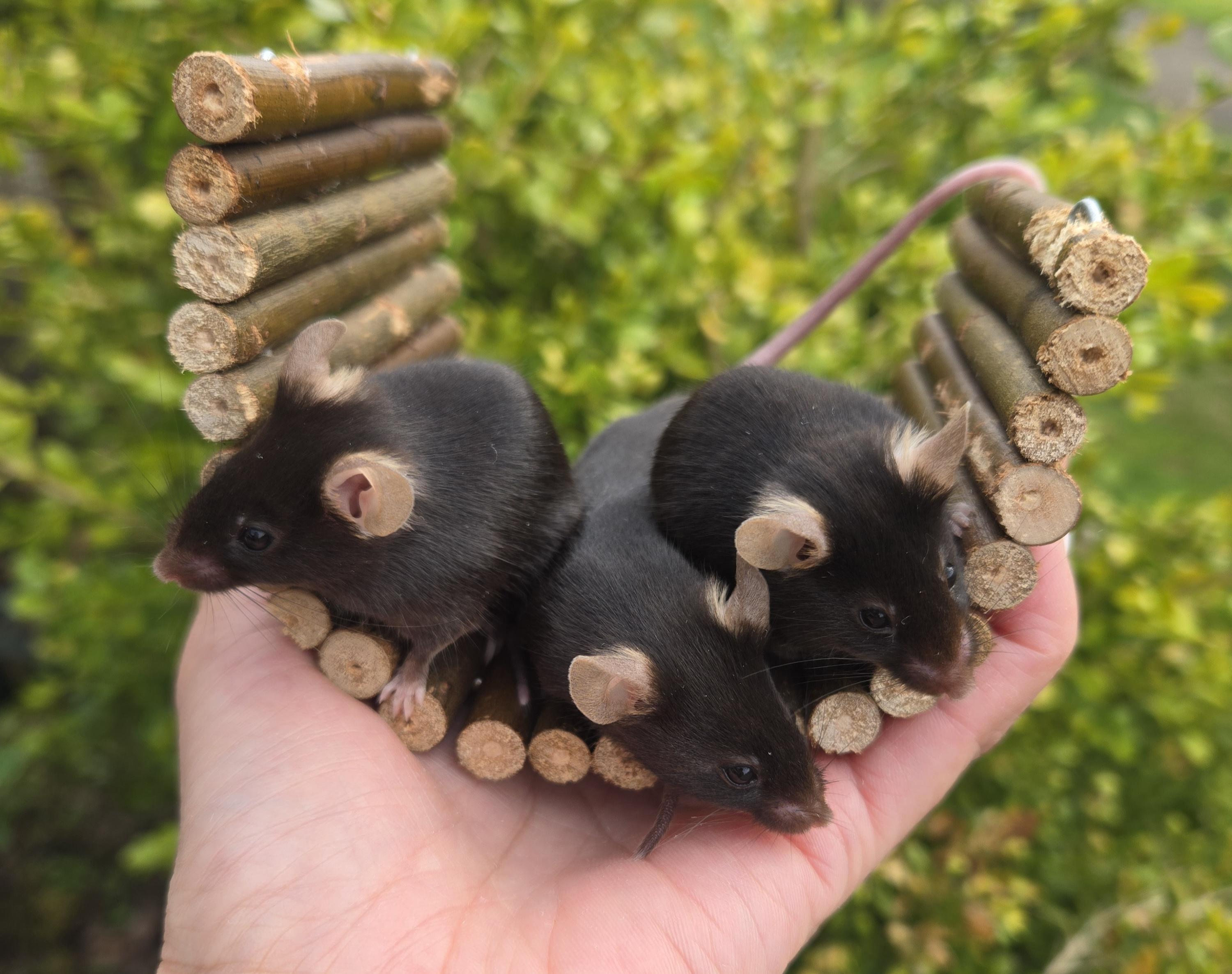 Enlarge Retired Research Mice (PNW), a Adoptable Mouse in Bothell, WA image 1/2