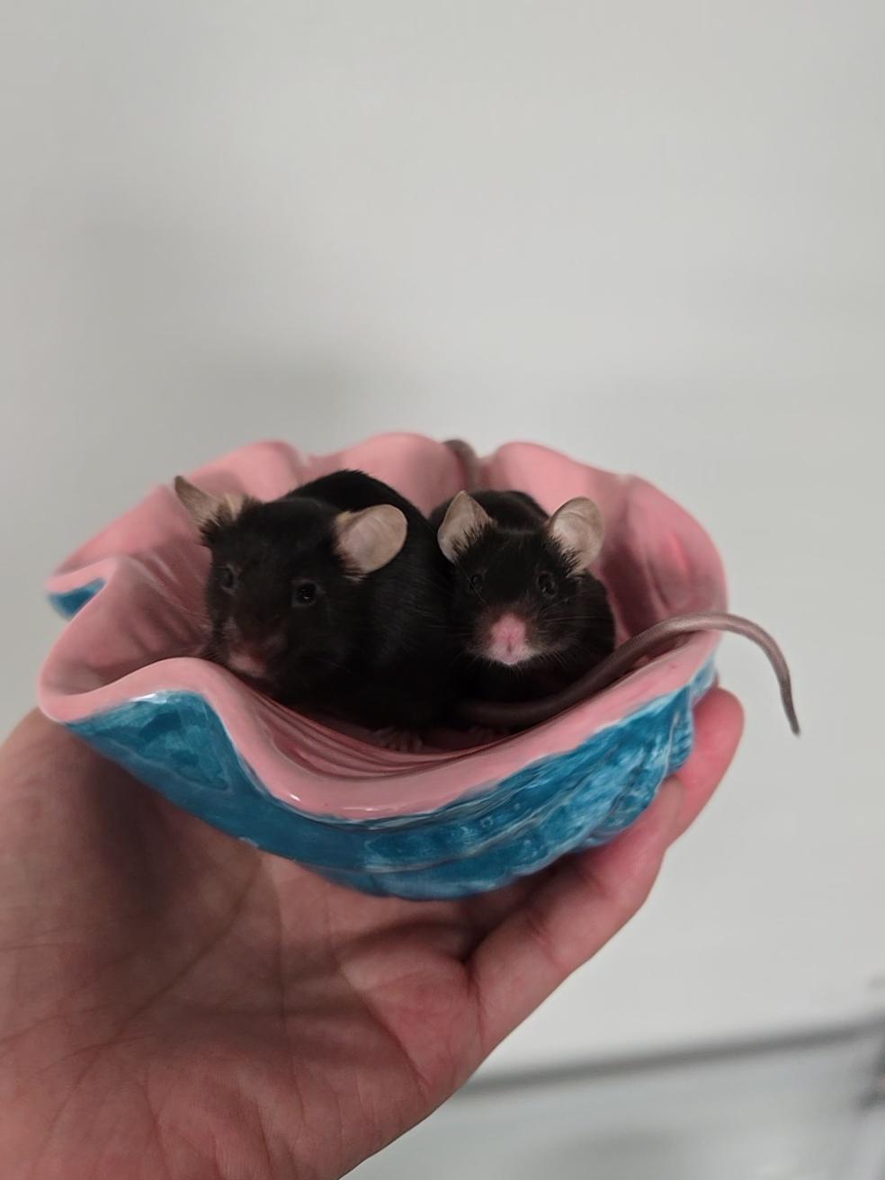 Enlarge Retired Research Mice (PNW), a Adoptable Mouse in Bothell, WA image 2/2