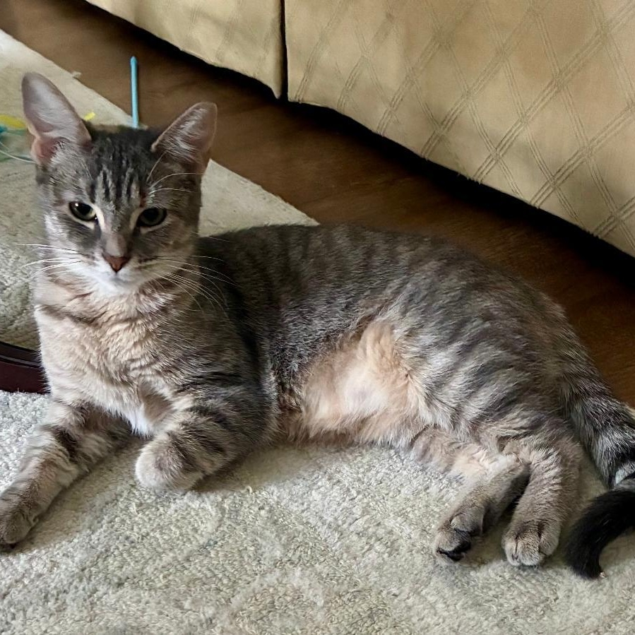 Trooper, a ADOPTABLE Domestic Short Hair in Gastonia, NC image 1/5