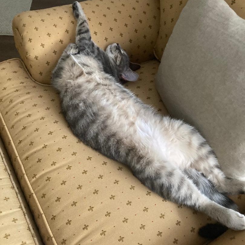 Trooper, a ADOPTABLE Domestic Short Hair in Gastonia, NC image 3/5