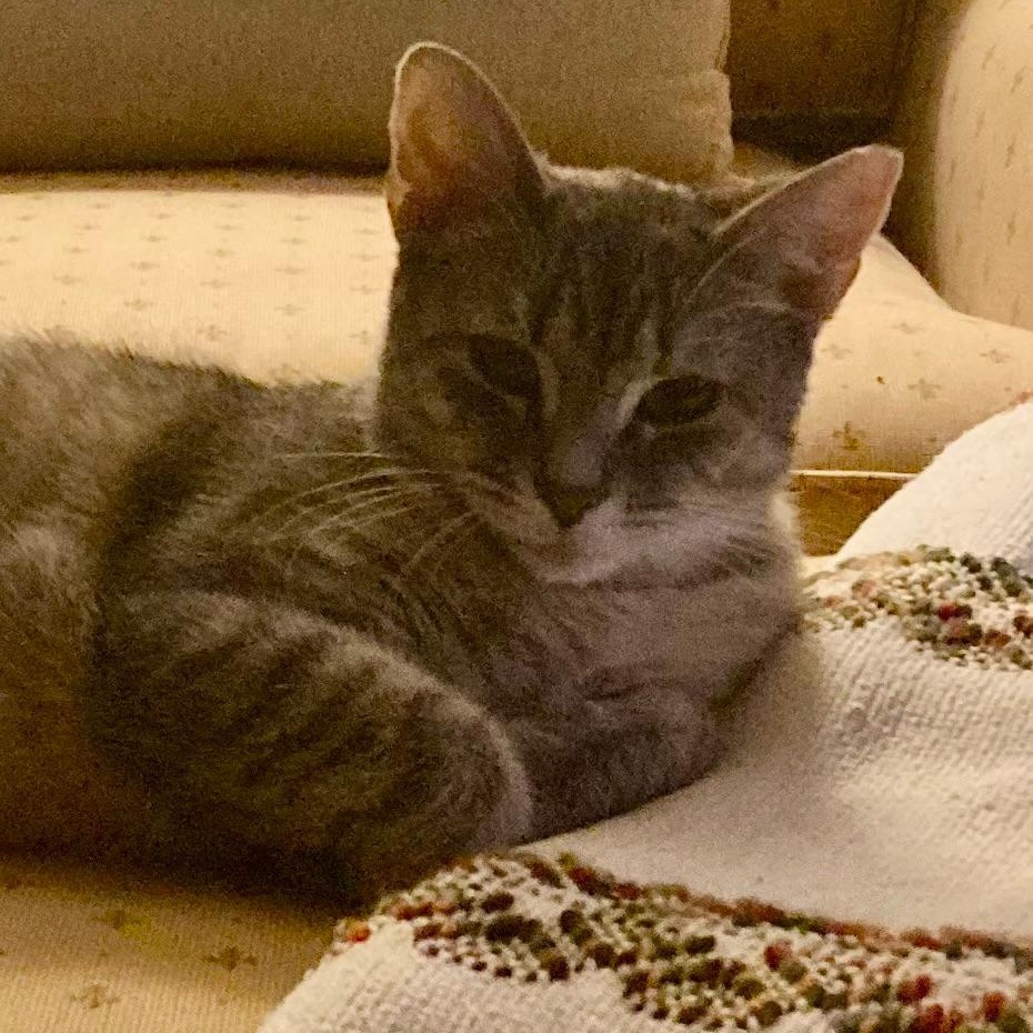 Trooper, a ADOPTABLE Domestic Short Hair in Gastonia, NC image 4/5