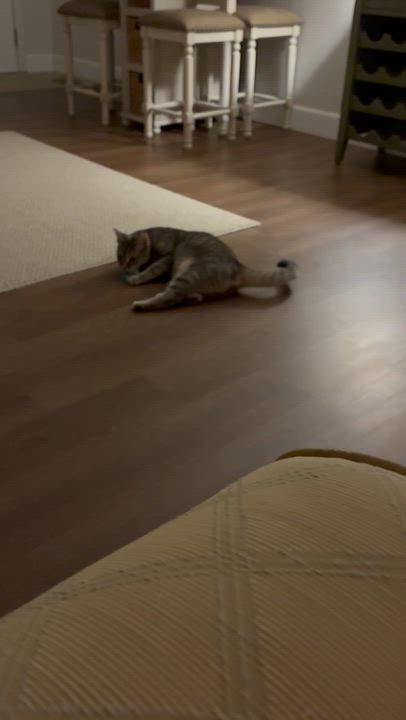 Enlarge Trooper, a ADOPTABLE Domestic Short Hair in Gastonia, NC video 5/5