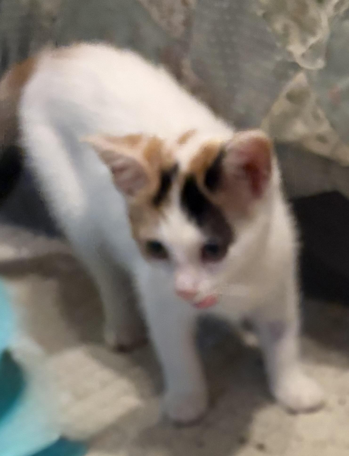 Trish, a ADOPTABLE Domestic Short Hair in Houghton Lake, MI image 2/4