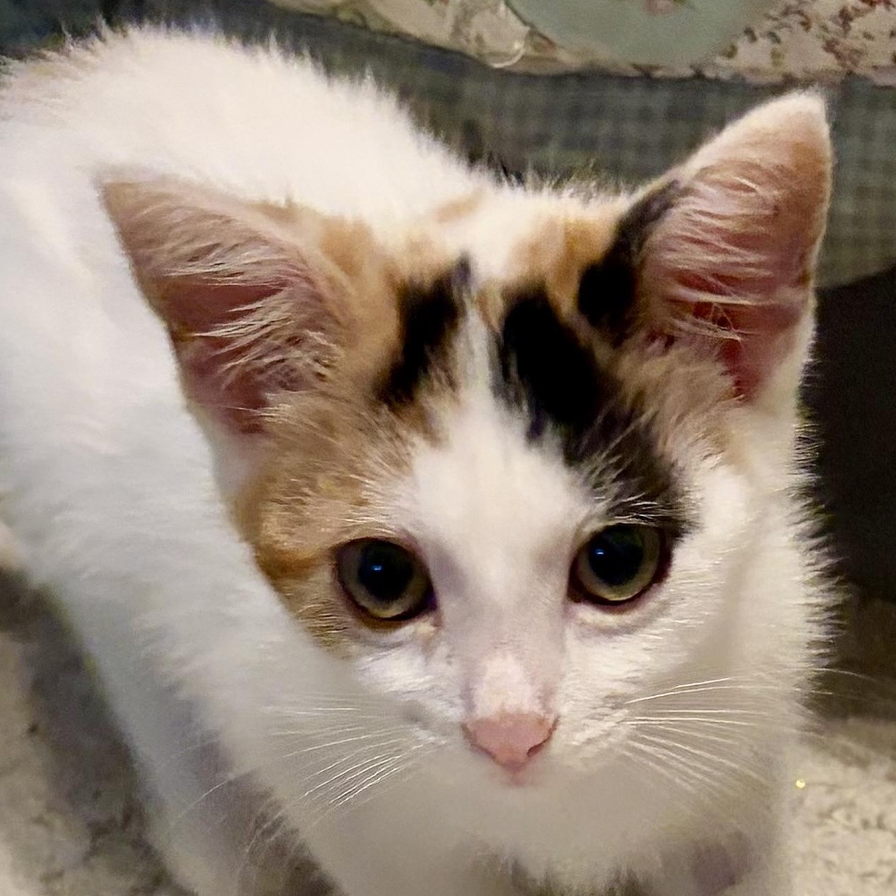 Trish, ADOPTABLE, Young Female Domestic Short Hair.