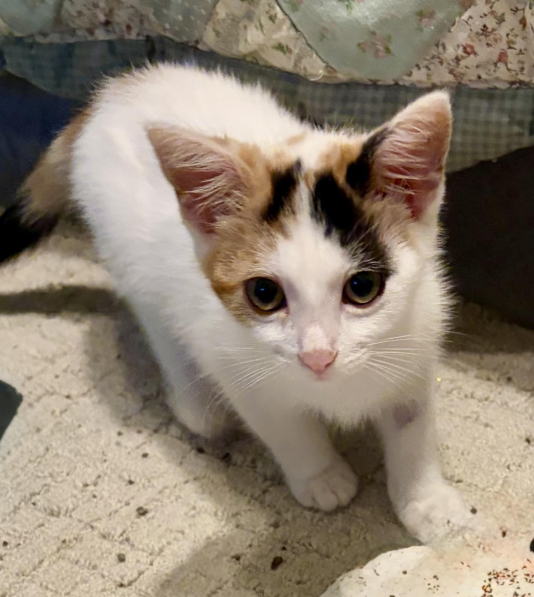 Trish, a ADOPTABLE Domestic Short Hair in Houghton Lake, MI image 4/4