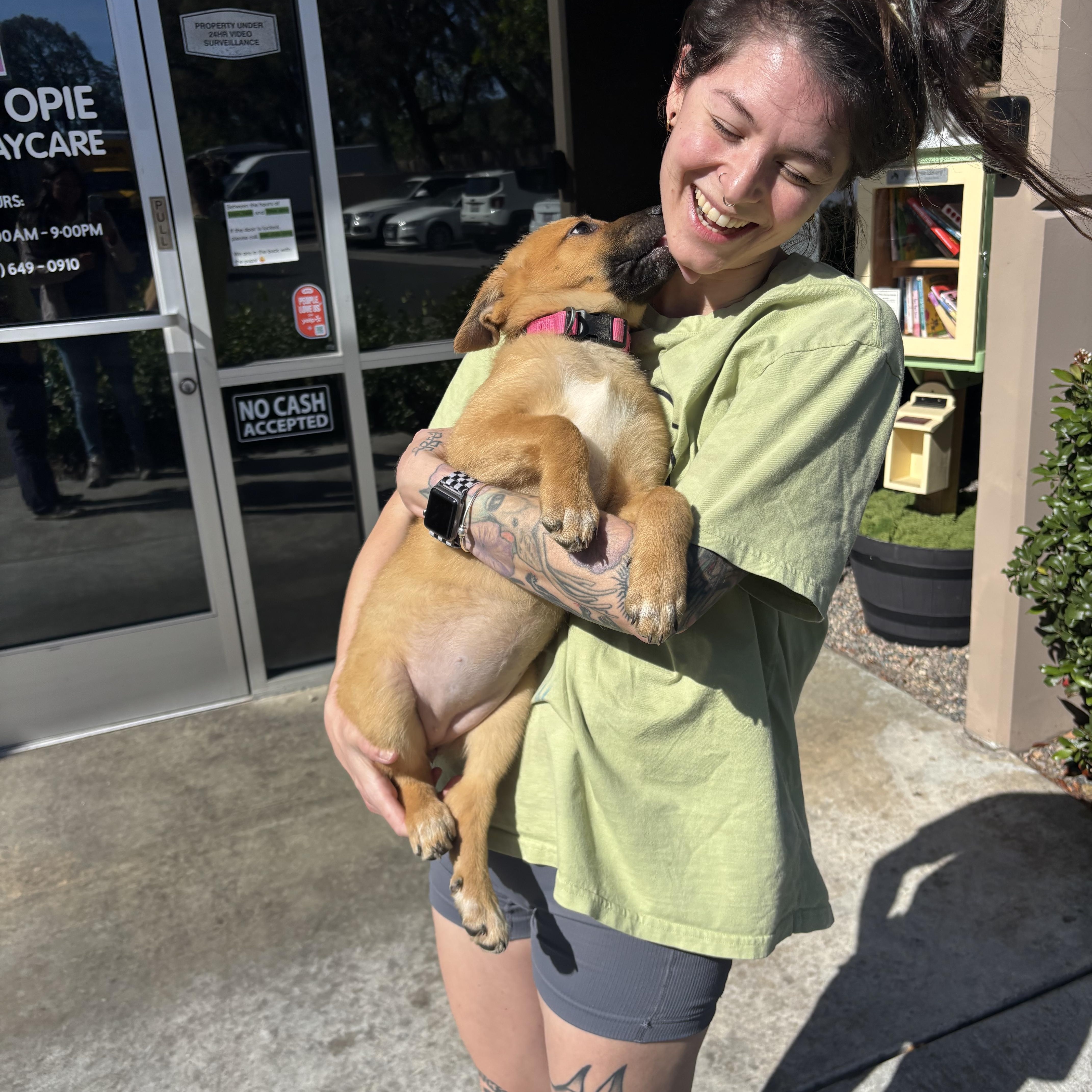 Enlarge Rosie, a ADOPTABLE mixed breed in Rancho Santa Margarita, CA image 5/6