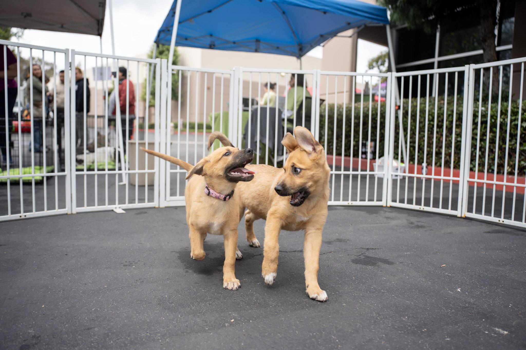 Enlarge Rosie, a ADOPTABLE mixed breed in Rancho Santa Margarita, CA image 4/6