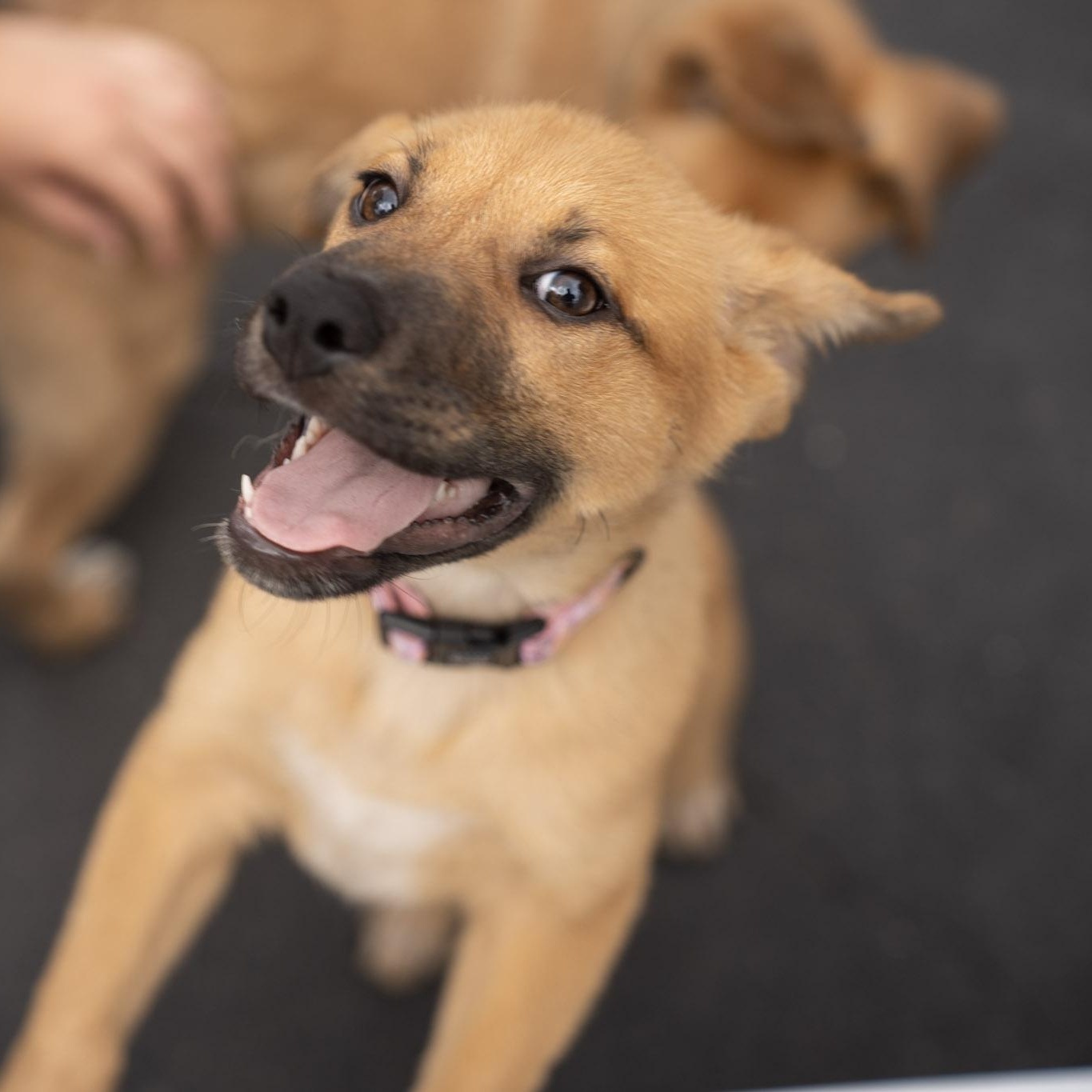 Rosie, ADOPTABLE, Puppy Female Cattle Dog & German Shepherd Dog.