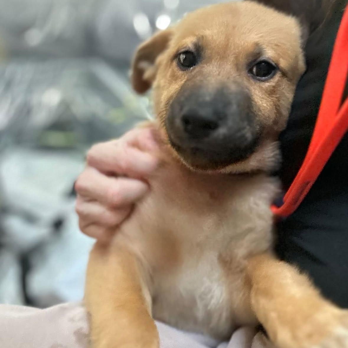 Enlarge Rosie, a ADOPTABLE mixed breed in Rancho Santa Margarita, CA image 3/6