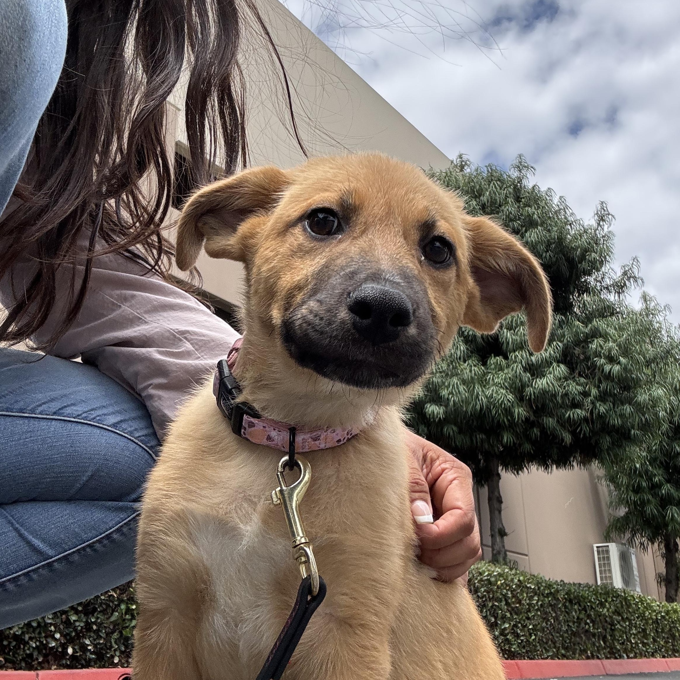 Enlarge Rosie, a ADOPTABLE mixed breed in Rancho Santa Margarita, CA image 2/6