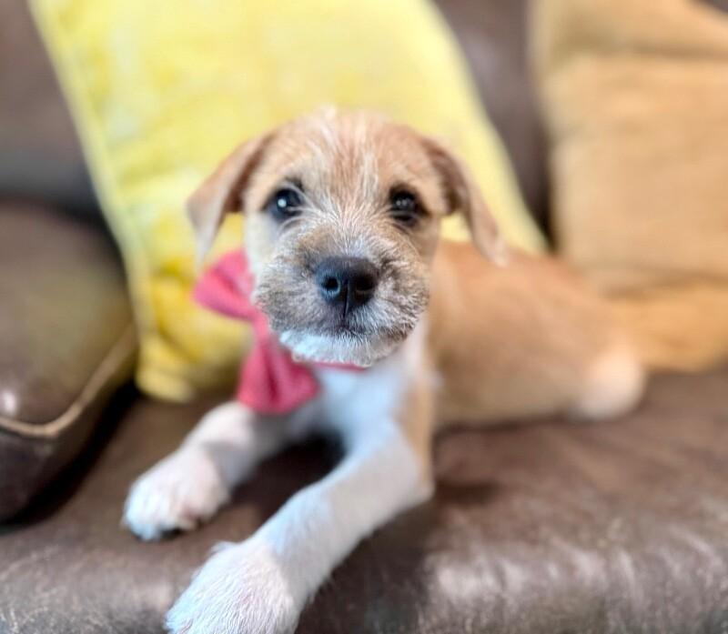 Jimmy Scruffy — thumbnail 4