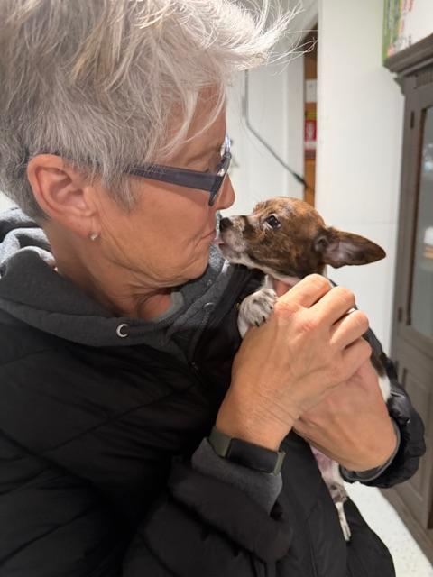 Enlarge Boone , a ADOPTABLE mixed breed in Lafayette, CA image 2/2