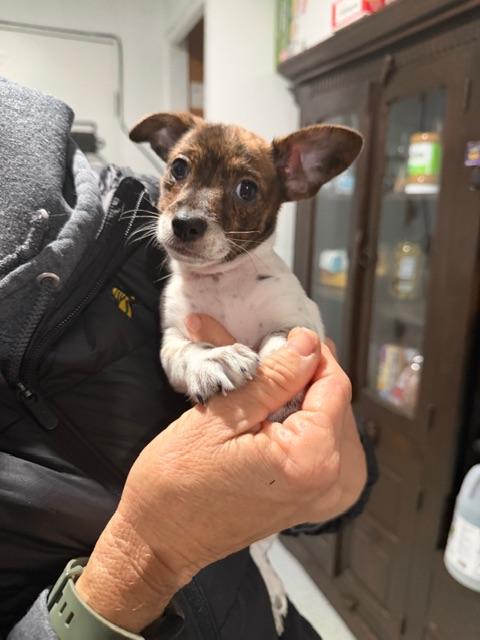 Boone , ADOPTABLE, Puppy Male Jack Russell Terrier & Chihuahua.