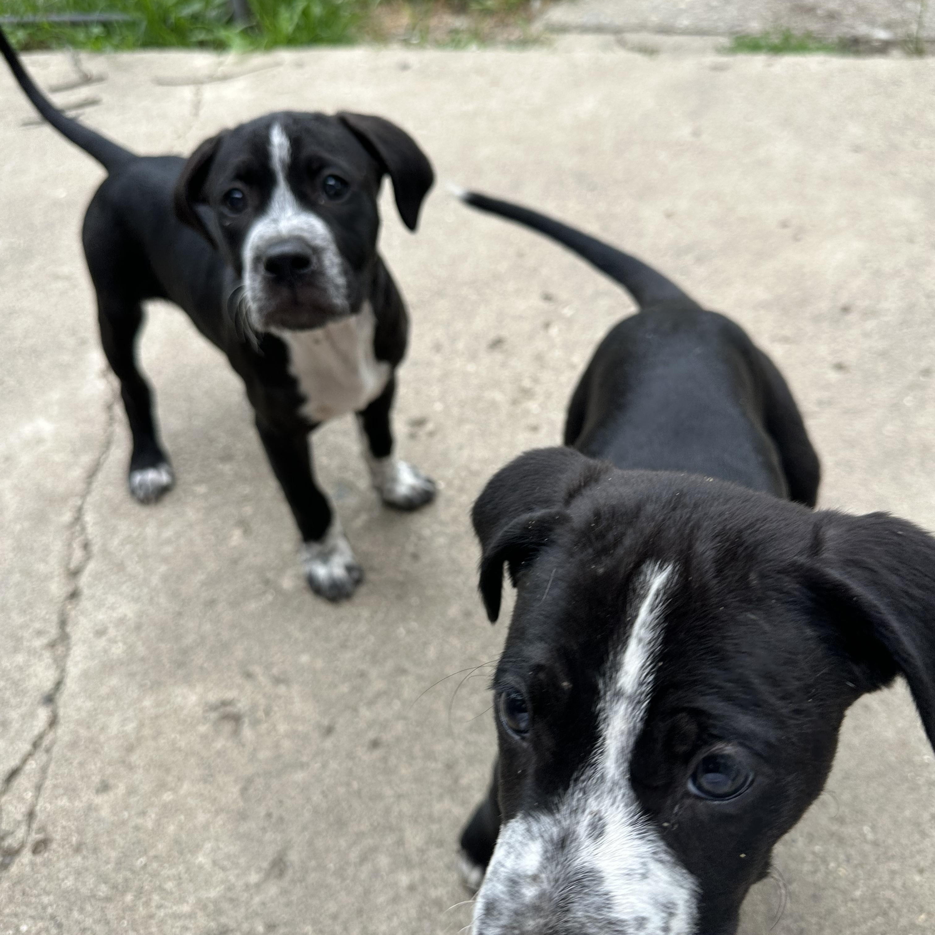 Enlarge Ferb sweet baby, a Adoptable mixed breed in RUSSIAVILLE, IN image 3/3