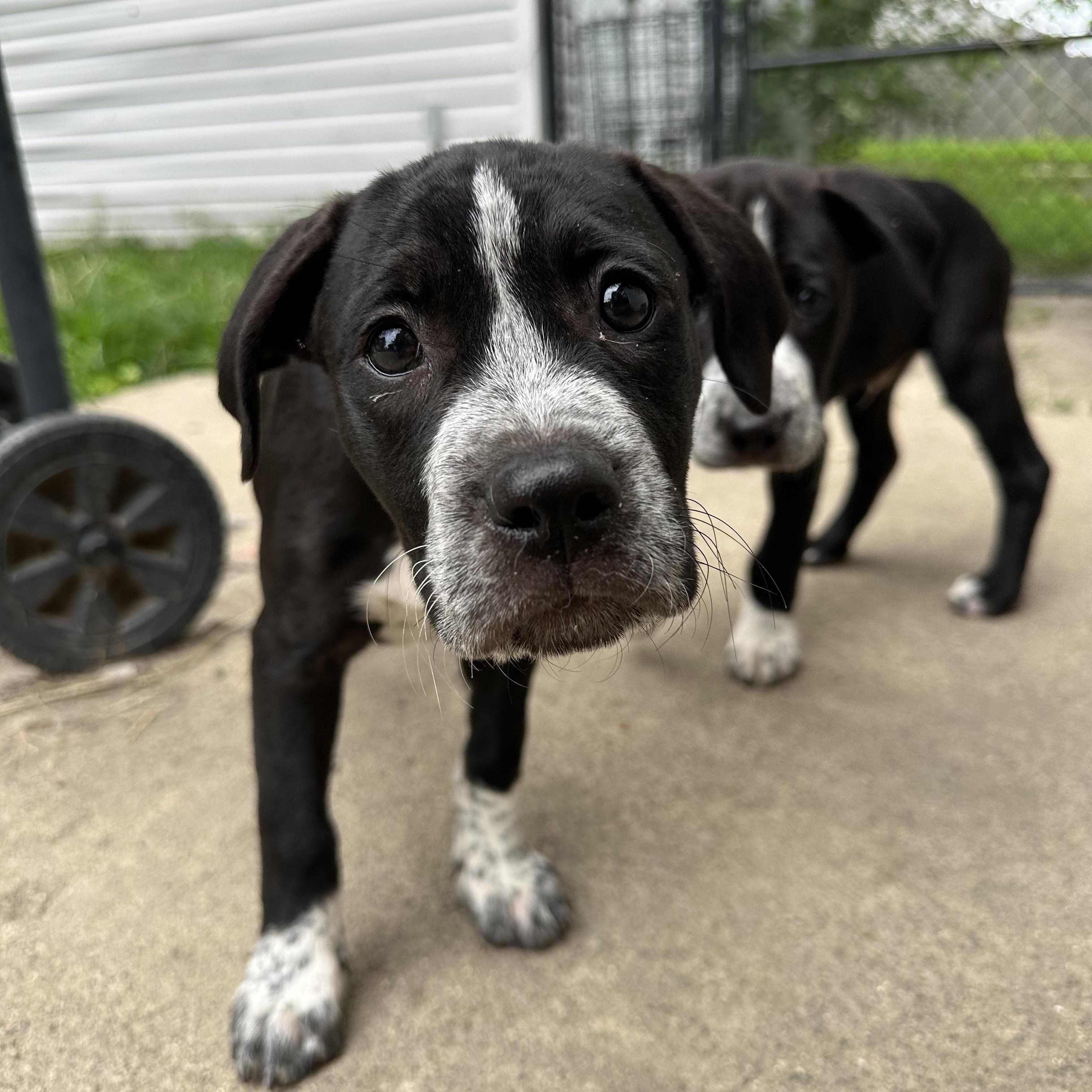 Ferb sweet baby, Adoptable, Puppy Male Boxer.