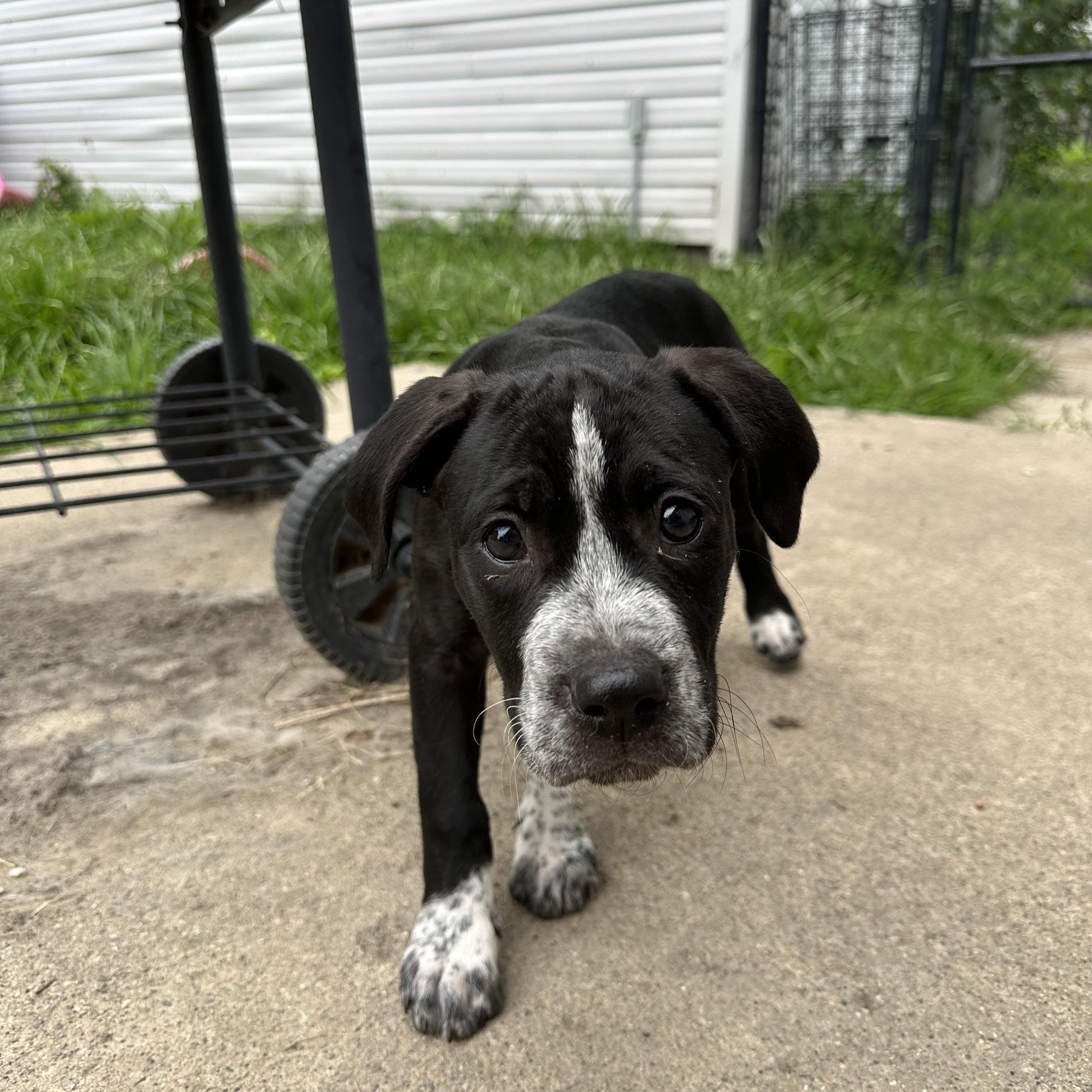 Enlarge Ferb sweet baby, a Adoptable mixed breed in RUSSIAVILLE, IN image 2/3