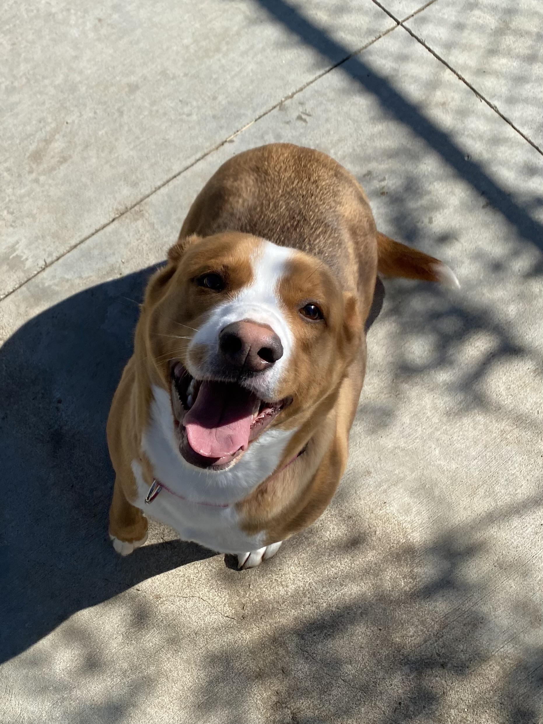 Penny, Adopted, Adult Female Mixed Breed.