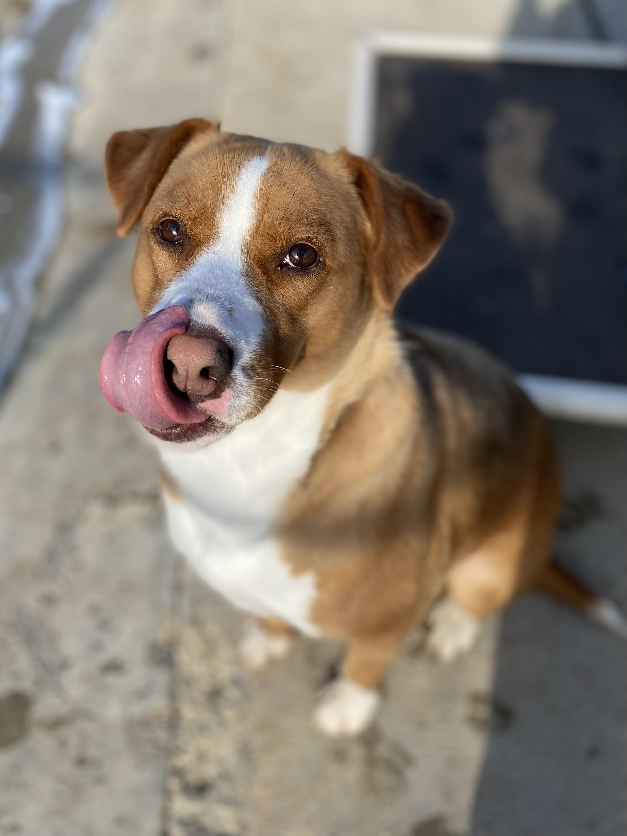 Enlarge Penny, a Adopted Mixed Breed in Atchison, KS image 2/6