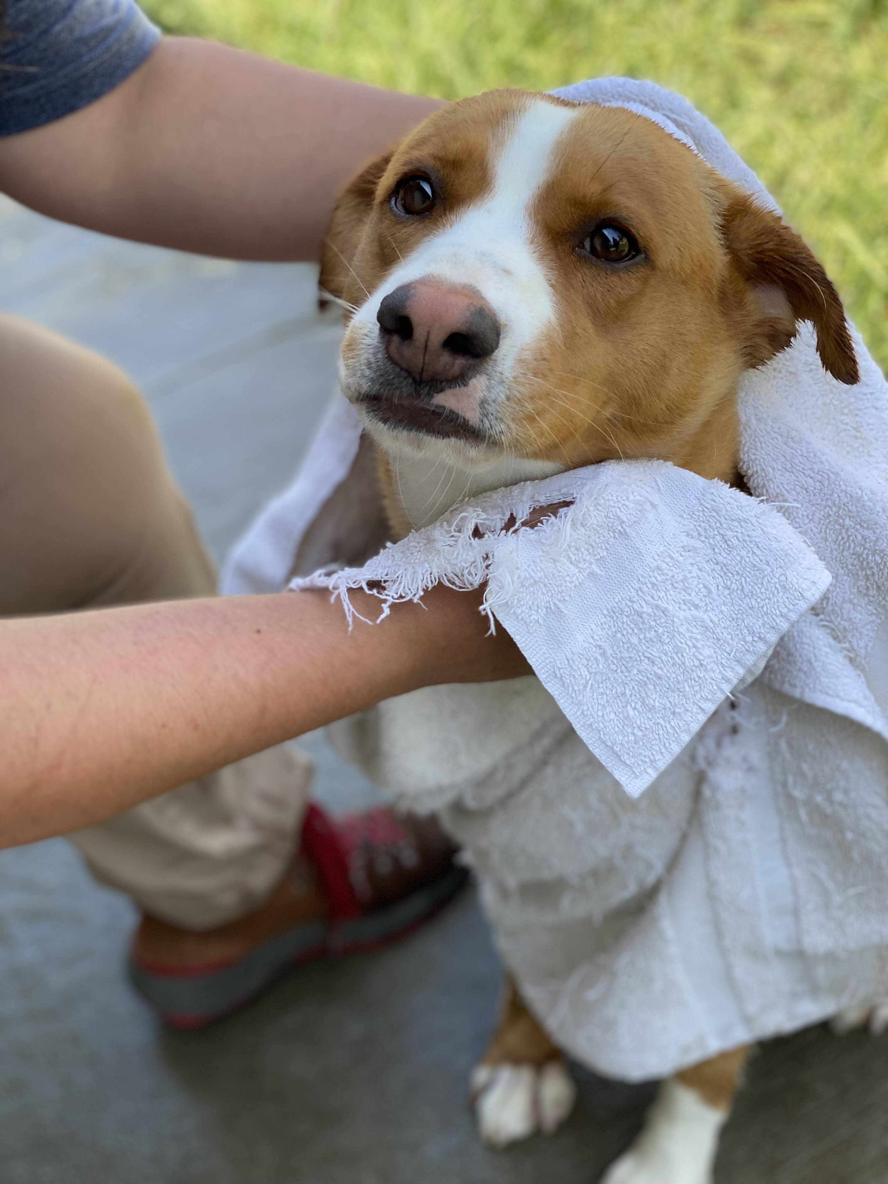 Enlarge Penny, a Adopted Mixed Breed in Atchison, KS image 3/6