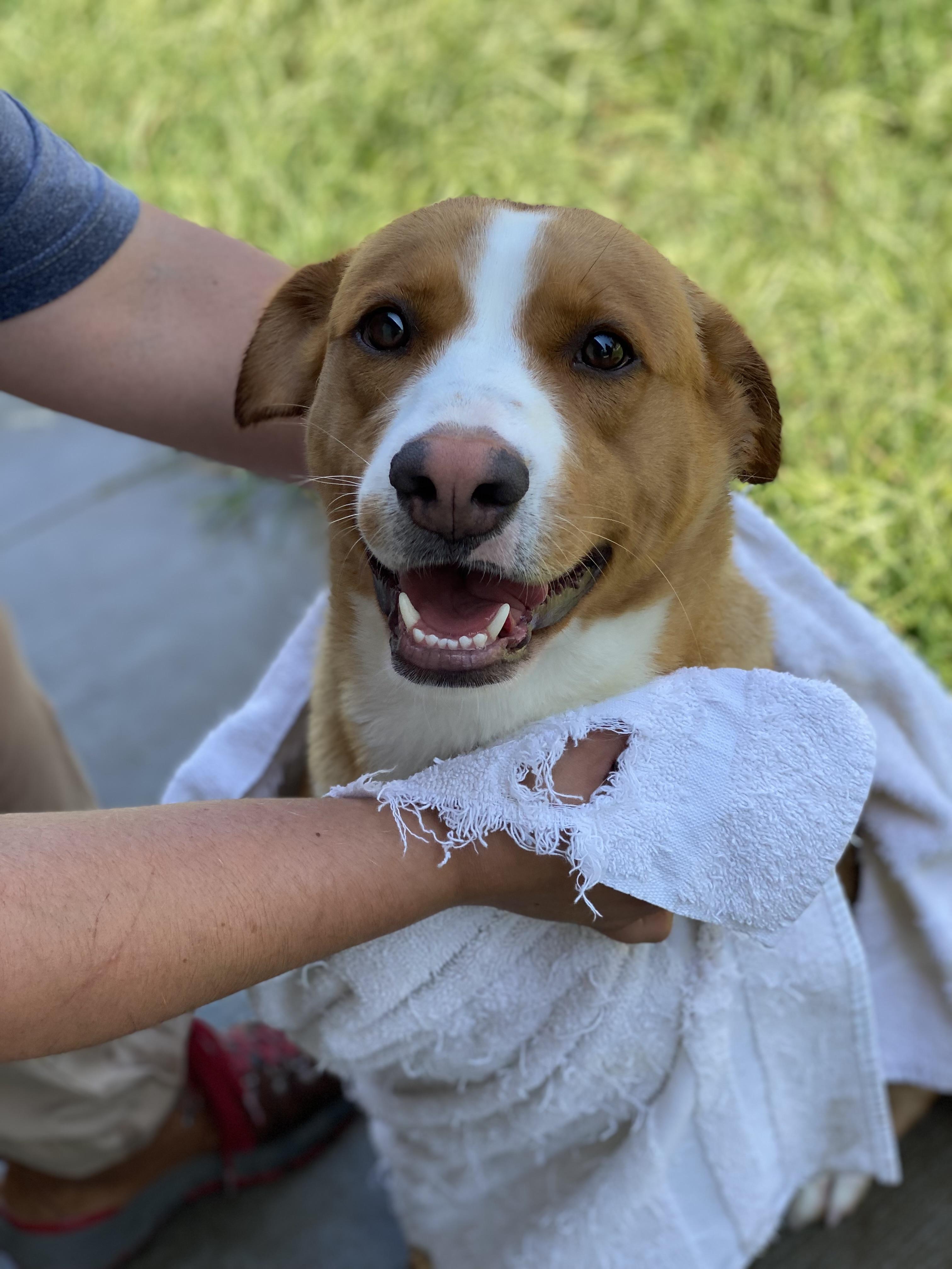Enlarge Penny, a Adopted Mixed Breed in Atchison, KS image 5/6