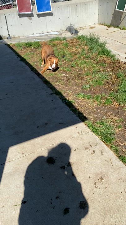 Enlarge Penny, a Adopted Mixed Breed in Atchison, KS video 6/6