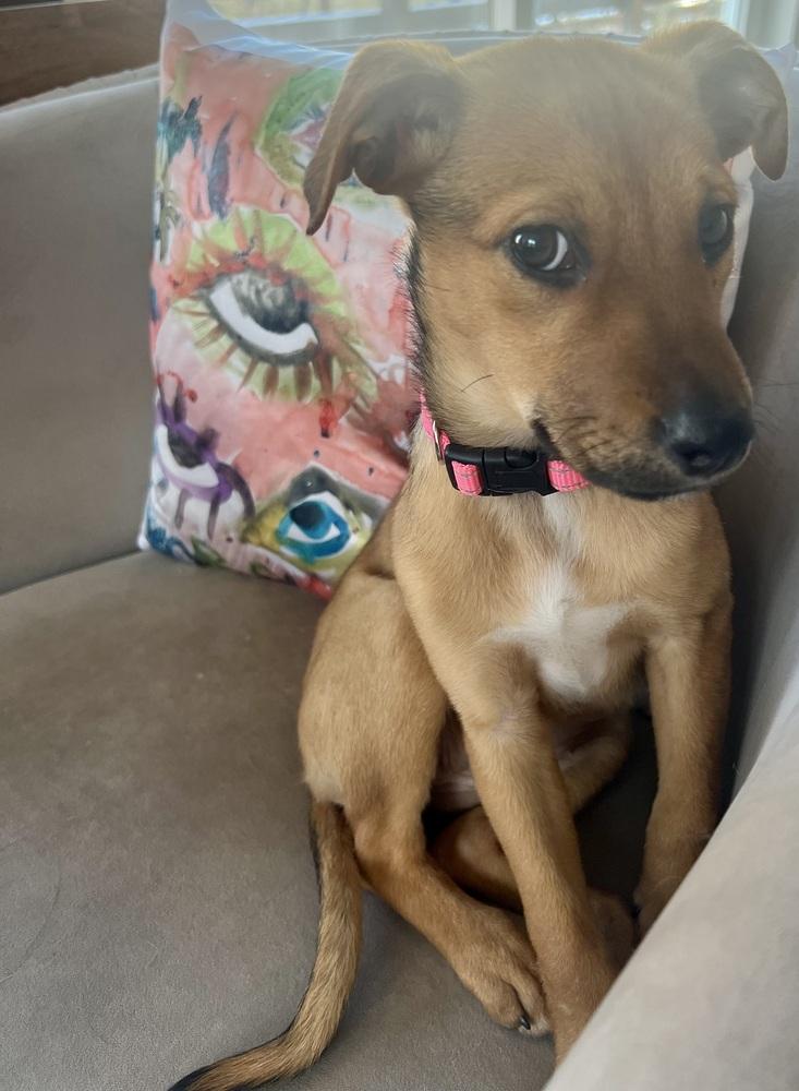 Petunia, Adoptable, Puppy Female Dachshund & Mixed Breed.