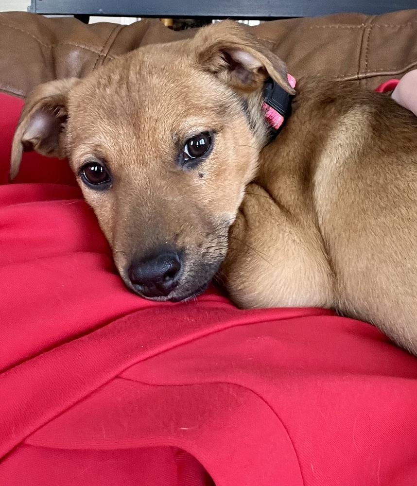 Petunia, a Adoptable mixed breed in Denver, CO image 2/5