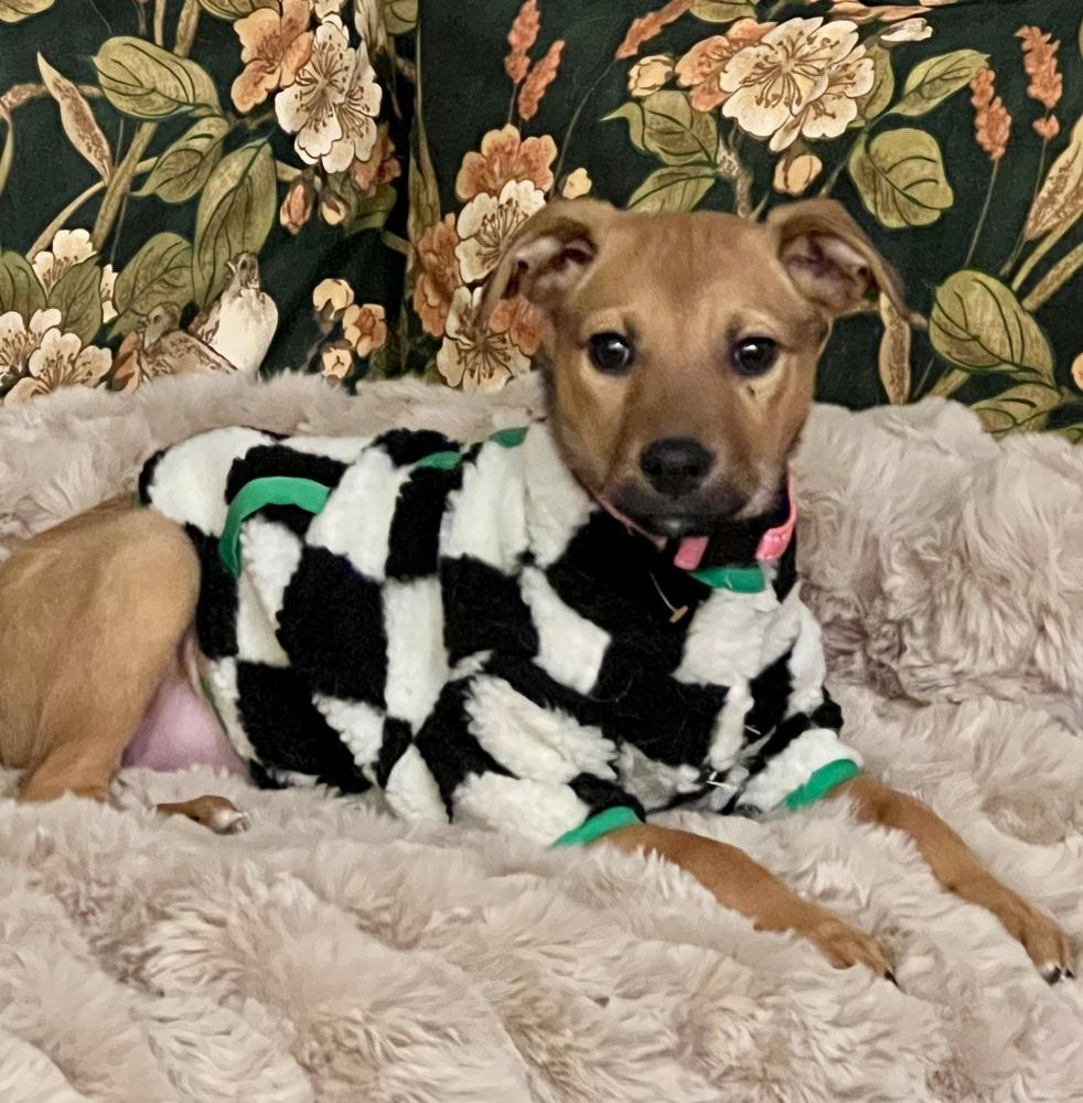 Petunia, a Adoptable mixed breed in Denver, CO image 3/5