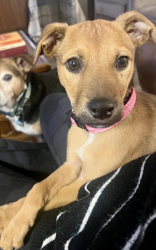 Petunia, a Adoptable mixed breed in Denver, CO image 4/5