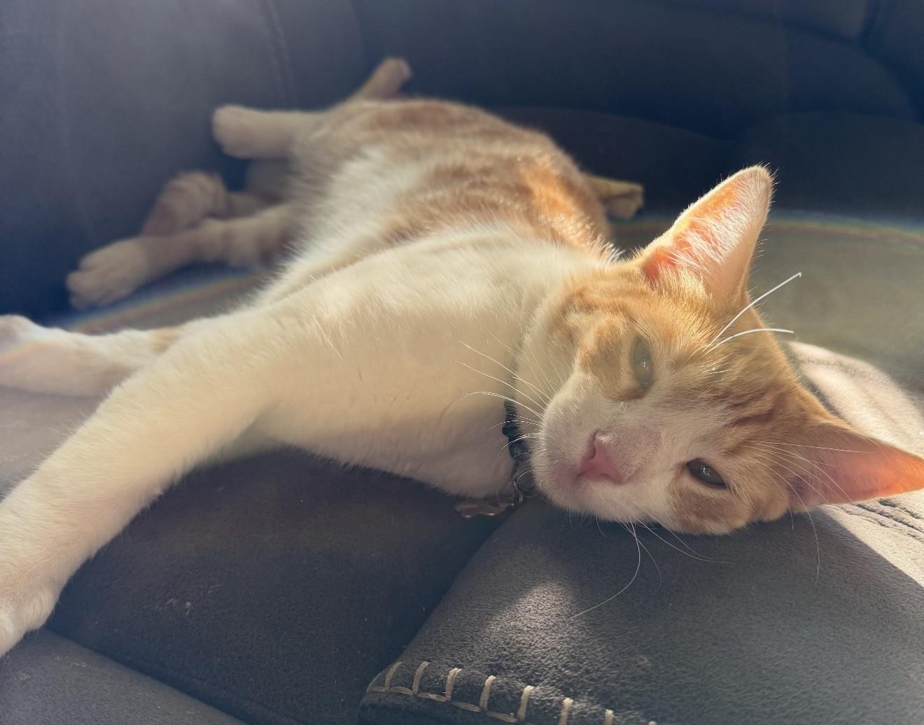 Enlarge Mango - Your Sweet and Cuddly Orange Boy - Courtesy Listing, a Adoptable Domestic Short Hair in Prescott, AZ image 3/3
