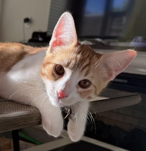Mango - Your Sweet and Cuddly Orange Boy - Courtesy Listing, Adoptable, Young Male Domestic Short Hair.